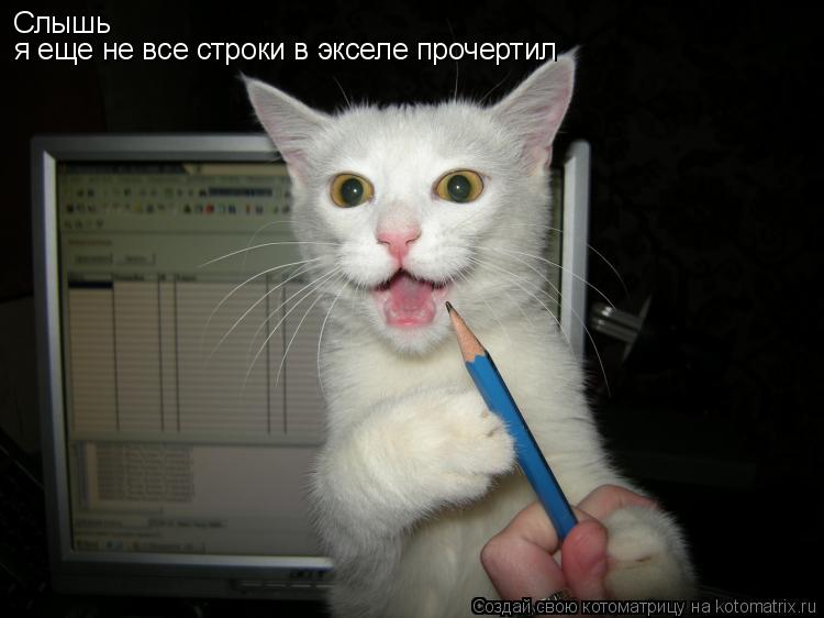 Слышь я еще не все строки в экселе прочертил... Котоматрица: Слышь я еще не все строки в экселе прочертил