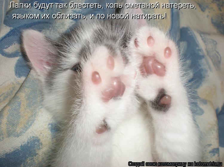 языком их облизать, и по новой натирать! Лапки будут так блестеть, коль сметаной натереть,... Котоматрица: языком их облизать, и по новой натирать! Лапки будут так блестеть, коль сметаной натереть,