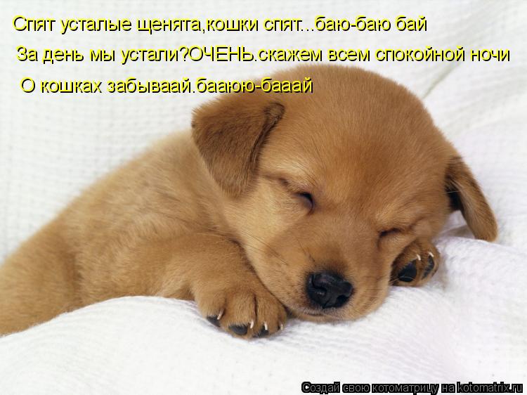 Котоматрица: Спят усталые щенята,кошки спят...баю-баю бай За день мы устали?ОЧЕНЬ.скажем всем спокойной ночи О кошках забываай.бааюю-бааай
