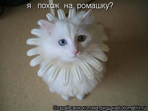 я похож на ромашку?... Котоматрица: я похож на ромашку?