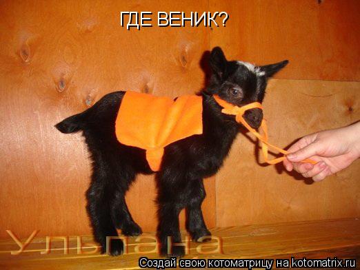 ГДЕ ВЕНИК?... Котоматрица: ГДЕ ВЕНИК?