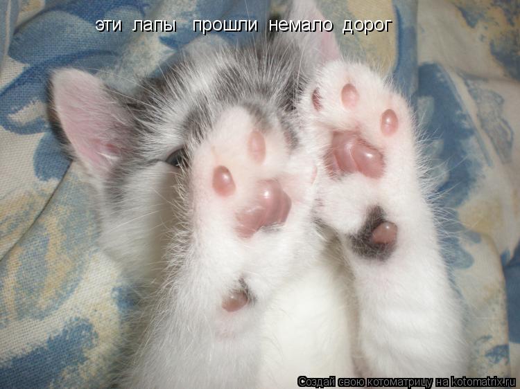 эти лапы прошли немало дорог... Котоматрица: эти лапы прошли немало дорог