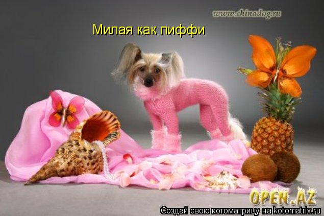 Котоматрица: Милая как пиффи