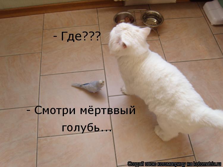 Где??? Смотри мёртввый голубь... - -... Котоматрица: Где??? Смотри мёртввый голубь... - -