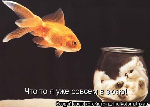 Что то я уже совсем в зюзю!... Котоматрица: Что то я уже совсем в зюзю!