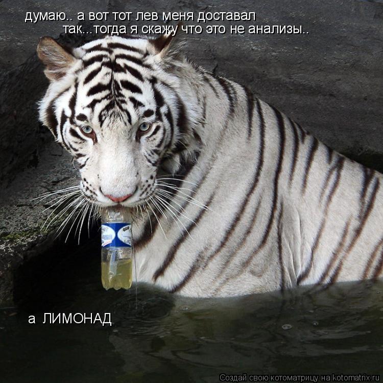 думаю.. а вот тот лев меня доставал так...тогда я скажу что это не анализы.. а ЛИМОНАД... Котоматрица: думаю.. а вот тот лев меня доставал так...тогда я скажу что это не анализы.. а ЛИМОНАД