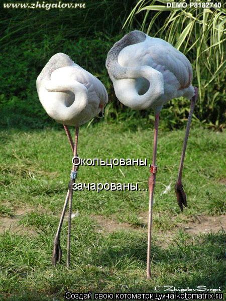 Окольцованы, зачарованы...... Котоматрица: Окольцованы, зачарованы...