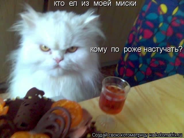 кто ел из моей миски кому по роже настучать?... Котоматрица: кто ел из моей миски кому по роже настучать?