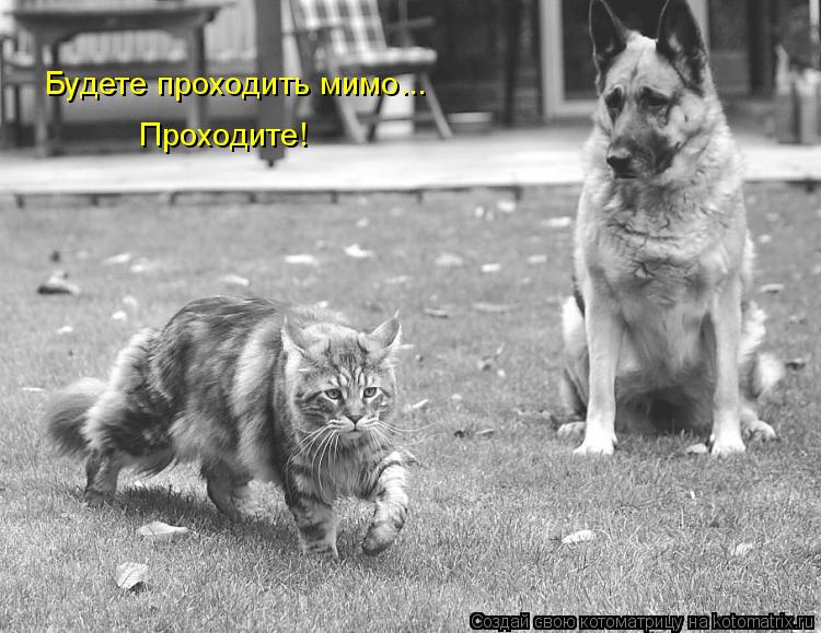 Котоматрица: Будете проходить мимо... Проходите!