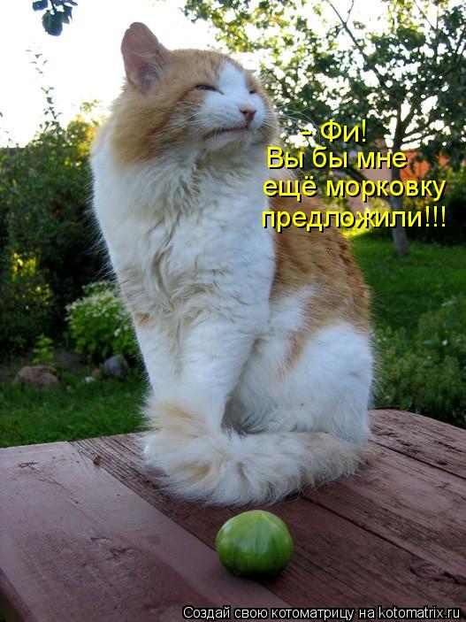 Вы бы мне ещё морковку предложили!!! - Фи!... Котоматрица: Вы бы мне ещё морковку предложили!!! - Фи!