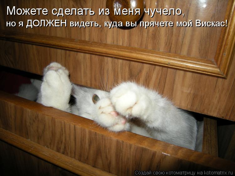 Можете сделать из меня чучело, но я ДОЛЖЕН видеть, куда вы прячете мой Вискас!... Котоматрица: Можете сделать из меня чучело, но я ДОЛЖЕН видеть, куда вы прячете мой Вискас!