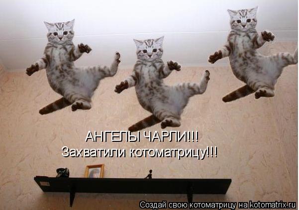 Котоматрица: АНГЕЛЫ ЧАРЛИ!!!  Захватили котоматрицу!!!