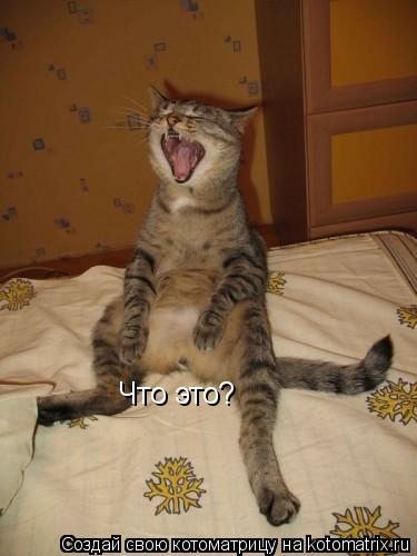 Что это?... Котоматрица: Что это?
