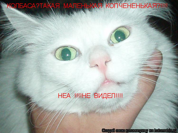 Котоматрица: КОЛБАСА?ТАКАЯ  МАЛЕНЬКАЯ  КОПЧЕНЕНЬКАЯ?!!!! НЕА  !!!!НЕ  ВИДЕЛ!!!!