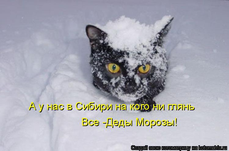 А у нас в Сибири на кого ни глянь Все -Деды Морозы!... Котоматрица: А у нас в Сибири на кого ни глянь Все -Деды Морозы!
