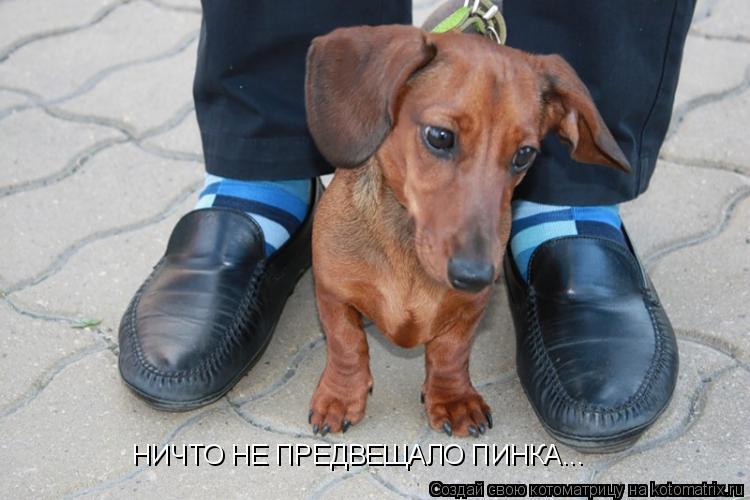 НИЧТО НЕ ПРЕДВЕЩАЛО ПИНКА...... Котоматрица: НИЧТО НЕ ПРЕДВЕЩАЛО ПИНКА...