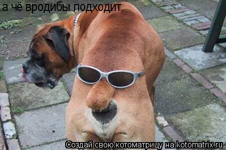 а чё вродибы подходит.... Котоматрица: а чё вродибы подходит.