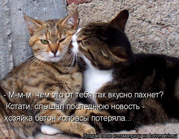 - М-м-м, чем это от тебя так вкусно пахнет? Кстати, слышал последнюю новость - хозяйка батон колбасы ... Котоматрица: - М-м-м, чем это от тебя так вкусно пахнет? Кстати, слышал последнюю новость - хозяйка батон колбасы потеряла...