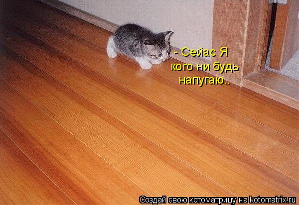 - Сейас Я кого ни будь напугаю..... Котоматрица: - Сейас Я кого ни будь напугаю..