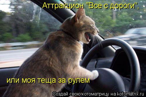 Котоматрица: Аттракцион "Все с дороги", или моя теща за рулем