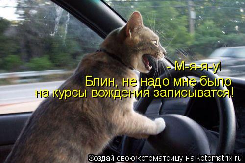 Котоматрица: Блин, не надо мне было на курсы вождения записыватся! - М-я-я-у!