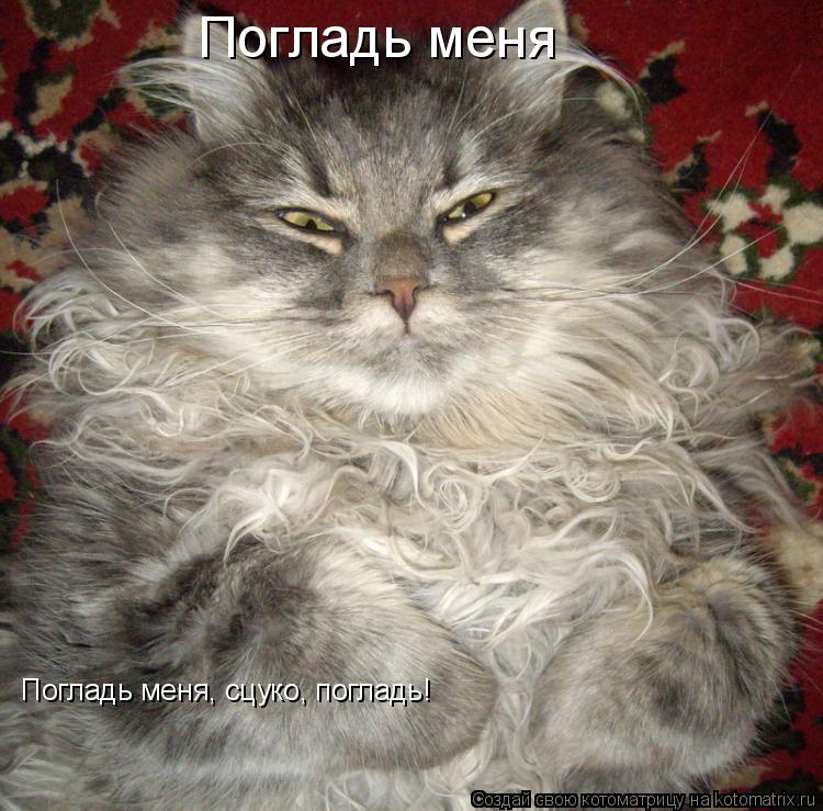 Погладь меня Погладь меня, сцуко, погладь!... Котоматрица: Погладь меня Погладь меня, сцуко, погладь!