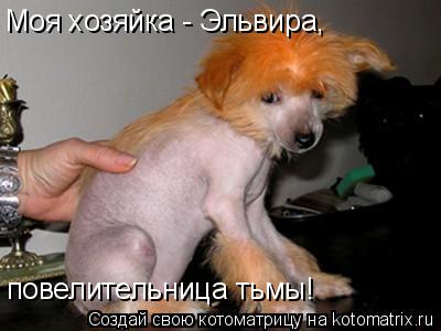 Моя хозяйка - Эльвира, повелительница тьмы!... Котоматрица: Моя хозяйка - Эльвира, повелительница тьмы!