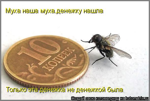 Муха наша муха.денежку нашла Только эта денежка не денежкой была... Котоматрица: Муха наша муха.денежку нашла Только эта денежка не денежкой была