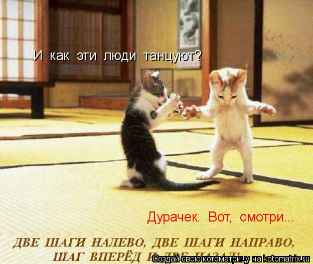 Котоматрица: И  как  эти  люди  танцуют? Дурачек.  Вот,  смотри...