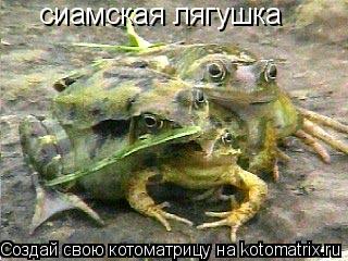 сиамская лягушка... Котоматрица: сиамская лягушка