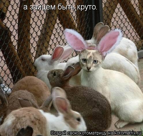 а зайцем быть круто.... Котоматрица: а зайцем быть круто.