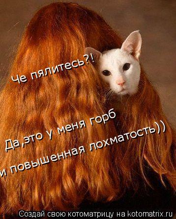 Че пялитесь?! Да,это у меня горб и повышенная лохматость))... Котоматрица: Че пялитесь?! Да,это у меня горб и повышенная лохматость))