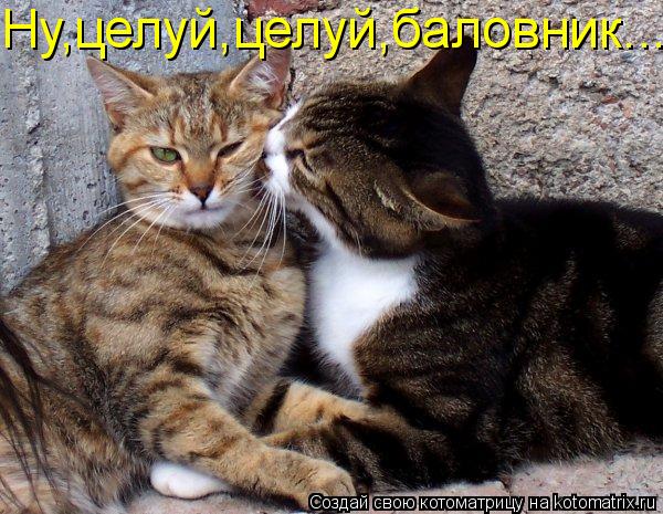 Ну,целуй,целуй,баловник...... Котоматрица: Ну,целуй,целуй,баловник...