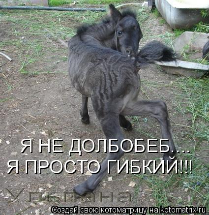 Котоматрица: Я НЕ ДОЛБОБЕБ.... Я ПРОСТО ГИБКИЙ!!!