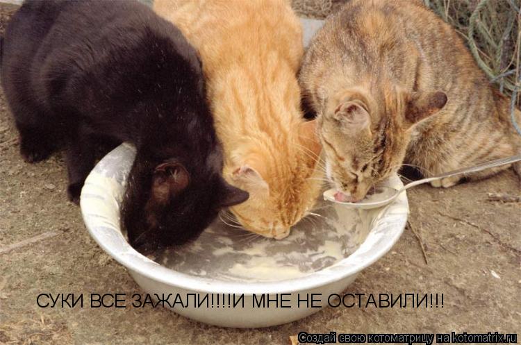 Котоматрица: СУКИ ВСЕ ЗАЖАЛИ!!!!И МНЕ НЕ ОСТАВИЛИ!!!