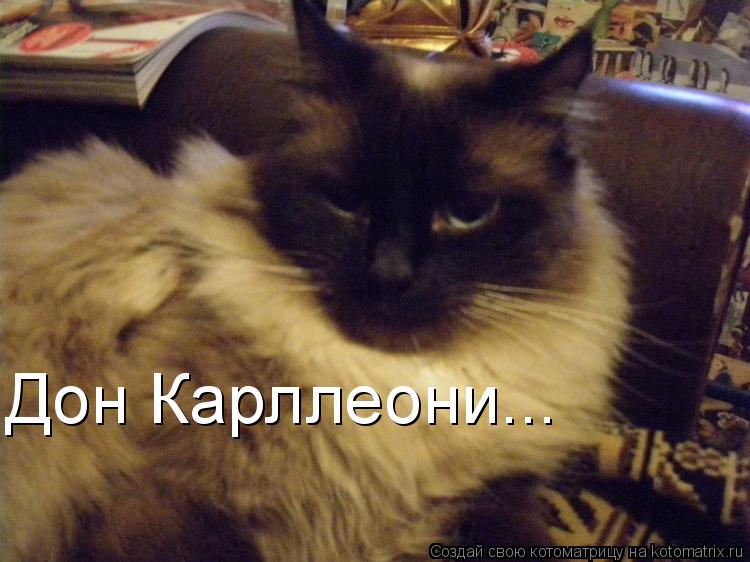 Дон Карллеони...... Котоматрица: Дон Карллеони...