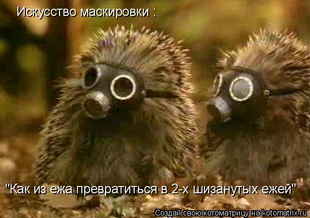 Искусство маскировки : "Как из ежа превратиться в 2-х шизанутых ежей"... Котоматрица: Искусство маскировки : "Как из ежа превратиться в 2-х шизанутых ежей"