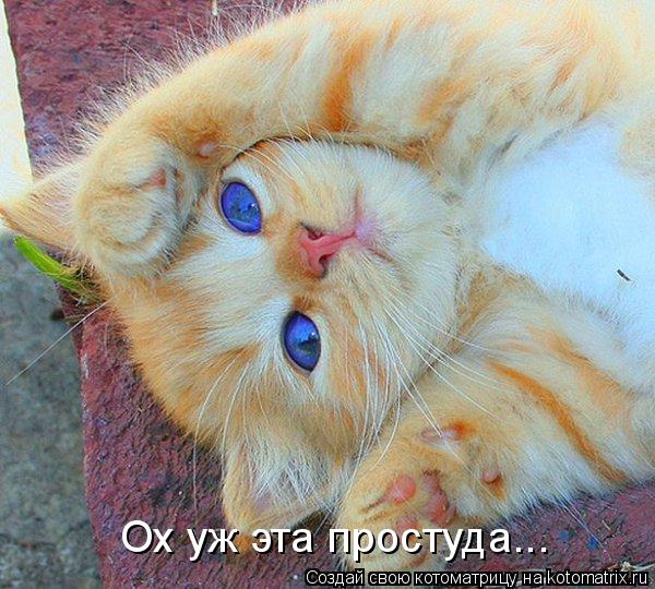 Ох уж эта простуда...... Котоматрица: Ох уж эта простуда...