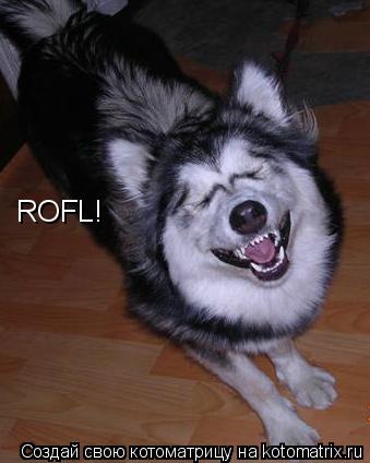 ROFL!... Котоматрица: ROFL!
