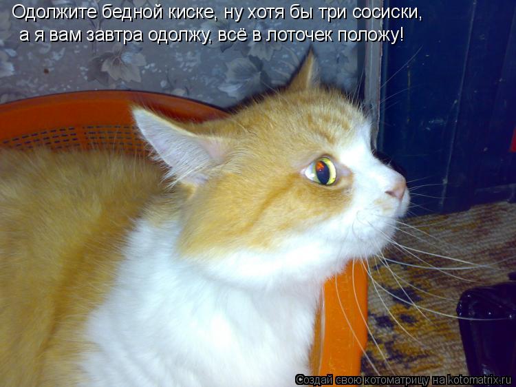 Одолжите бедной киске, ну хотя бы три сосиски, а я вам завтра одолжу, всё в лоточек положу!... Котоматрица: Одолжите бедной киске, ну хотя бы три сосиски, а я вам завтра одолжу, всё в лоточек положу!
