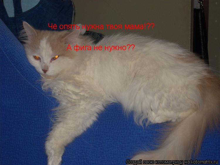 Чё опять нужна твоя мама!?? А фига не нужно??... Котоматрица: Чё опять нужна твоя мама!?? А фига не нужно??
