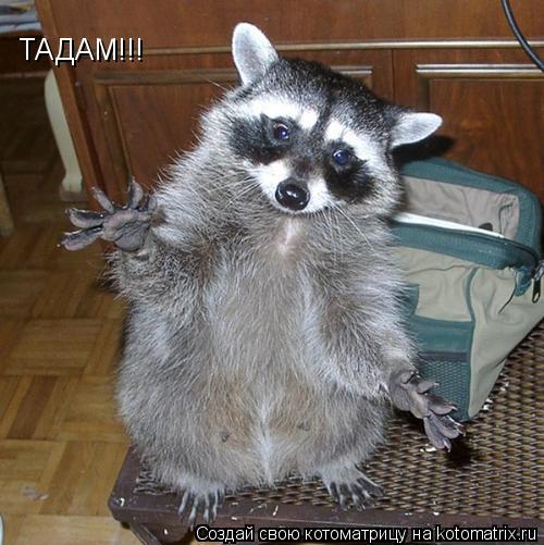 Котоматрица: ТАДАМ!!!