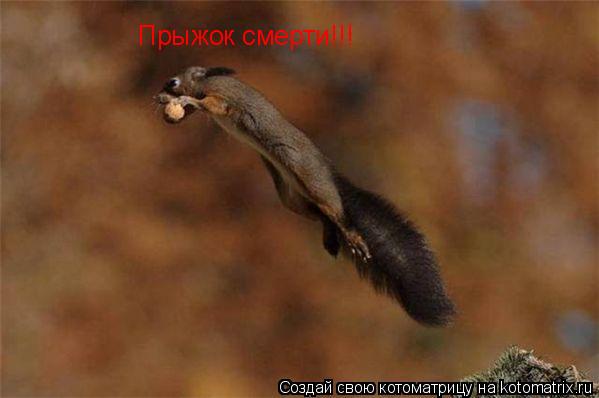 Прыжок смерти!!!... Котоматрица: Прыжок смерти!!!