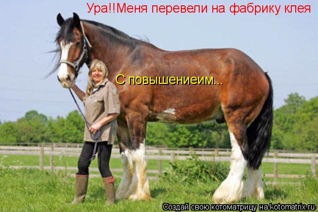 Ура!!Меня перевели на фабрику клея С повышениеим...... Котоматрица: Ура!!Меня перевели на фабрику клея С повышениеим...
