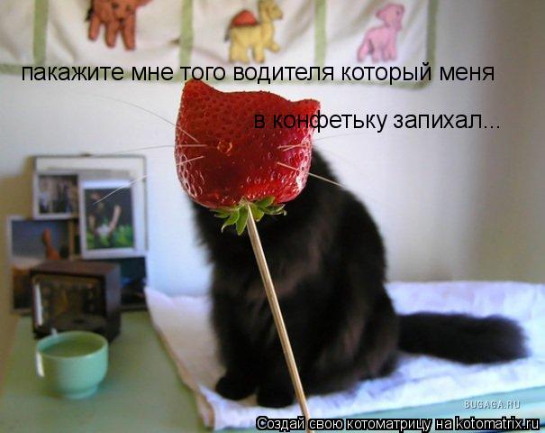 пакажите мне того водителя который меня в конфетьку запихал...... Котоматрица: пакажите мне того водителя который меня в конфетьку запихал...