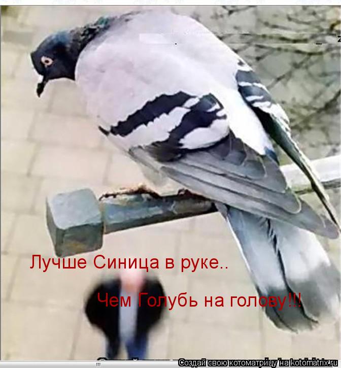 Лучше Синица в руке.. Чем Голубь на голову!!!... Котоматрица: Лучше Синица в руке.. Чем Голубь на голову!!!