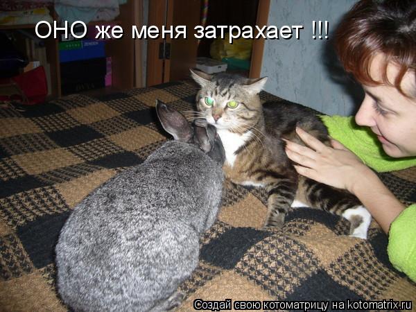 ОНО же меня затрахает !!!... Котоматрица: ОНО же меня затрахает !!!