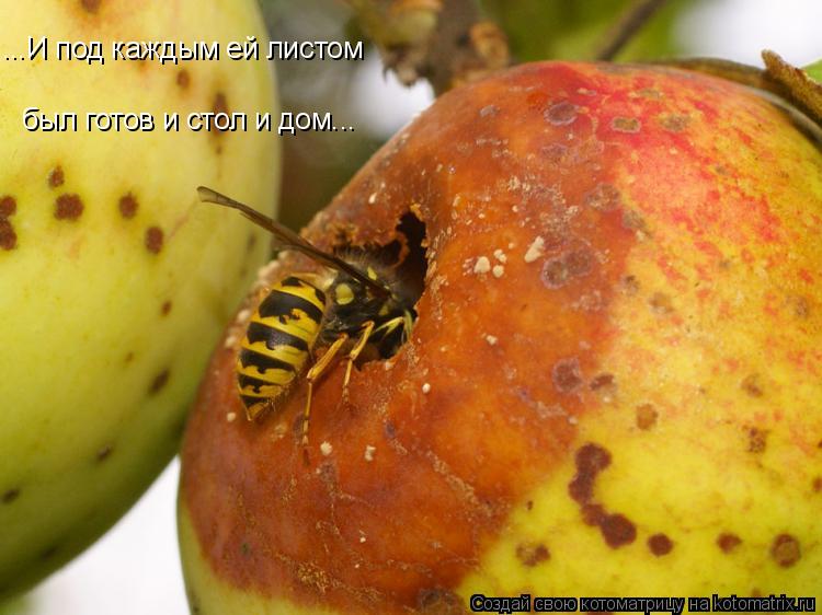 Котоматрица: ...И под каждым ей листом был готов и стол и дом...