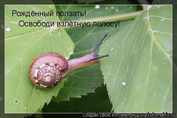 Котоматрица: Рождённый ползать!  Освободи взлётную полосу!