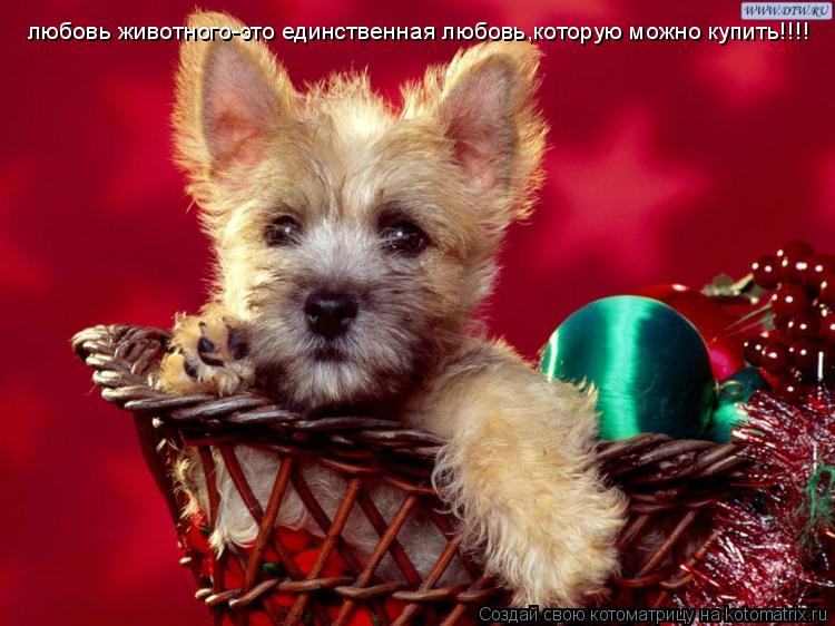 Котоматрица: любовь животного-это единственная любовь,которую можно купить!!!!
